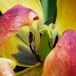 Tulipa raddii Flower
