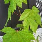 Acer glabrum Hoja