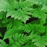 Gymnocarpium dryopteris ഇല