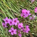 Oxalis articulata Hábito