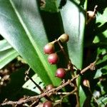 Badula barthesia Fruit