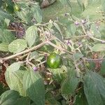 Capsicum pubescens Fruto