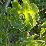 Aeonium arboreumपत्ता