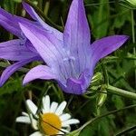 Campanula patula Flower