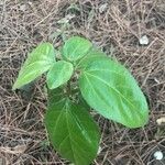 Premna serratifolia Leaf