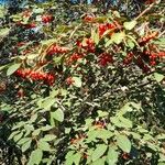 Cotoneaster glaucophyllus Habit