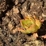 Aeonium lancerottense Blatt