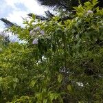 Duranta erectaFlor