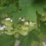 Acer platanoides Folha