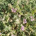 Erodium laciniatum Blodyn