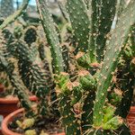 Opuntia maxima Frunză