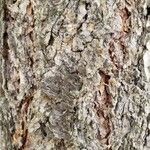 Pseudotsuga menziesii Kéreg/szár