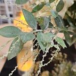 Acacia podalyriifolia برگ