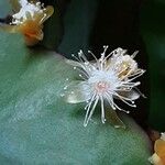 Rhipsalis elliptica പുഷ്പം