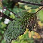 Actaea racemosa Leaf