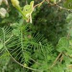 Ipomoea quamoclit Folla