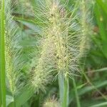 Setaria vulpiseta Flor