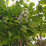 Catalpa bungei Blatt