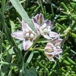 Funastrum cynanchoides Flower