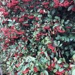 Cotoneaster coriaceus Vekstform