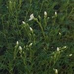 Saxifraga trifurcata Blüte