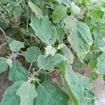Solanum incanum Blatt