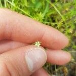 Arenaria serpyllifolia Flower