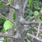 Commiphora mollis Casca