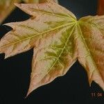 Acer saccharum Other