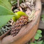 Bulbophyllum crassipes Flor