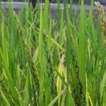 Oryza sativa Frugt