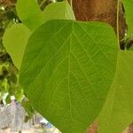 Gmelina arborea Leaf