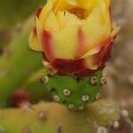 Opuntia maxima Flower