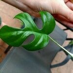 Monstera minima Folha