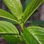 Mercurialis perennis Blüte