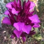 Anacamptis papilionacea फूल