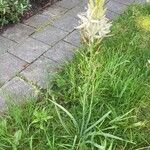 Camassia leichtlinii Hábito