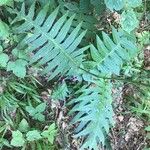 Cirsium erisithales Leaf