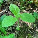 Physalis heterophylla Foglia