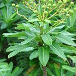 Euphorbia stygiana Hoja