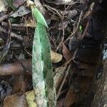 Eulophia maculata Blad