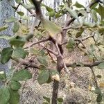 Terminalia prunioides Leaf