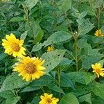 Helianthus decapetalus Habitat