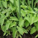 Ipomoea aquatica Leaf