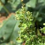 Rumex cristatus Fruit