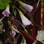 Oxalis triangularisപുഷ്പം