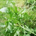 Crepis biennis Leaf