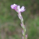 Verbena halei Flower