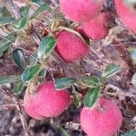 Cotoneaster microphyllus Frukto