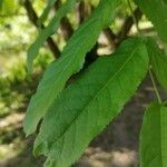 Pterocarya fraxinifolia Leaf